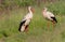 A family of white storks stands in the grass. Two storks