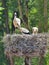 Family of white strokes perched in a nest on a wooden table in a tranquil outdoor setting