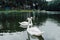 Family of white swan Cygnini and grey young swans floating on lake in wildlife
