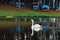 Family of white swan Cygnini and grey young swans floating on lake in wildlife