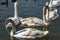 A family of white swans Cygnus olor on the lake in Goryachiy Klyuch. Krasnodar region.