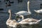 A family of white swans Cygnus olor on the lake in Goryachiy Klyuch. Krasnodar region.