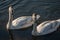 A family of white swans Cygnus olor on the lake in Goryachiy Klyuch. Krasnodar region.