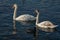 A family of white swans Cygnus olor on the lake in Goryachiy Klyuch. Krasnodar region.