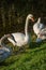 The family of white swans Cygnus olor sits on the grass of a lake in Goryachiy Klyuch. Krasnodar region.