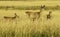 A family of Whitetail Deer in the Grass