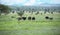 Family of wild African ostriches the males are black and the females are brown in Tanzania, Africa