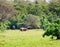 Family of wild asian elephants in nature