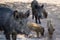 Family of wild boar in the `Massif de l`Esterel`