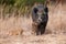 Family wild boar standing on meadow in autumn nature
