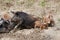 Family wild boars