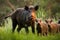 Family of wild boars with young piglets on summer meadow at sunset