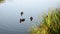 Family of wild ducks swim in the lake