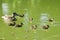 Family of wild ducks swimming on a green pond