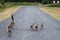 Family of wild ducks walking on a road of rocks