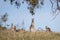 Family of Wild Eastern Grey Kangaroos, Woodlands Historic Park, Victoria, Australia, June 2019