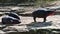 Family of wild hippos basks in the sun