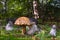 A family of wild mushrooms