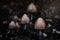 Family of wild mushrooms in the backyard