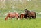 Family of Wild Mustang horses in a green grassy meadow in Northern Nevada.