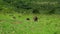 a family of wild pig warthogs eating green grass in the kruger national park