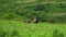 a family of wild pig warthogs eating green grass in the kruger national park