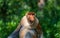 Family of wild Proboscis monkey or Nasalis larvatus, in the rainforest of island Borneo, Malaysia, close up