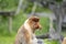 Family of wild Proboscis monkey or Nasalis larvatus, in the rainforest of island Borneo, Malaysia, close up