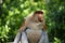 Family of wild Proboscis monkey or Nasalis larvatus, in the rainforest of island Borneo, Malaysia, close up