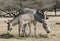 Family of wild Somali donkey in Israeli nature reserve