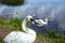 Family of wild swans on the lake. Strong proud bird. Natural wildlife. Close-up.