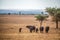 Family of Wildebeest