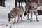 The family of wolves is a large male and a female, they are attentively looking at a piece of meat in the snow