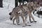 The family of wolves is a large male and female with meat in the snow, watchfully watching against
