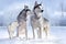 A family of wolves stands against the backdrop of a snowy winter landscape