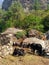 Family of yaks during the trekking to the Everest Base Camp, Solukhumbu, Sagarmatha National Park, Nepal