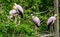 Family of yellow billed storks sitting high in a tree, tropical birds from Africa