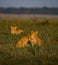 Family of young lion cubs at dawn in Kenya