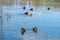 Family of young mallard ducklings in early spring