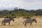 Family of zebras eating in the Savannah sun.