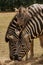 Family of Zebras with foal