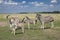 family of zebras grazes in steppe. four zebras, adults and juveniles, a herd