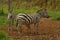 Family of Zebras in a Honduras Zoo