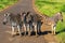 Family of zebras on the road. Very calm and graphic horses. Safari in national parks of South Africa.