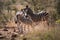 A family of Zebras in South Africa