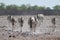 Family of Zebras on their way to waterhole