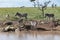 Family of Zebras at a water hole