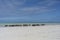 Family of zebu cattle walking along the beach near sea water of Zanzibar island, Tanzania, Africa. Cows and bull with a calf on