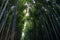 Famous Arashiyama Bamboo Grove, Japan