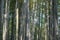 Famous bamboo grove at Arashiyama, Kyoto - Japan